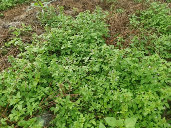 Prairie Fleur Araignée Sauvage Franges — Photo