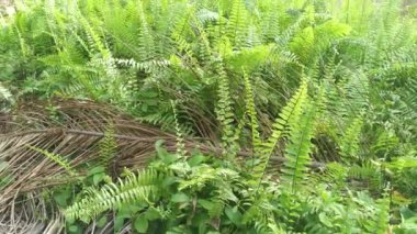 Nephrolepis biserrata yapraklarıyla dolu çayır..