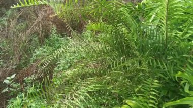 Nephrolepis biserrata yapraklarıyla dolu çayır..
