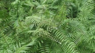 Nephrolepis biserrata yapraklarıyla dolu çayır..