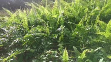 Nephrolepis biserrata yapraklarıyla dolu çayır..