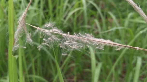White Feathery Hairs Cogon Grass — ストック動画