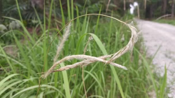 White Feathery Hairs Cogon Grass – Stock-video
