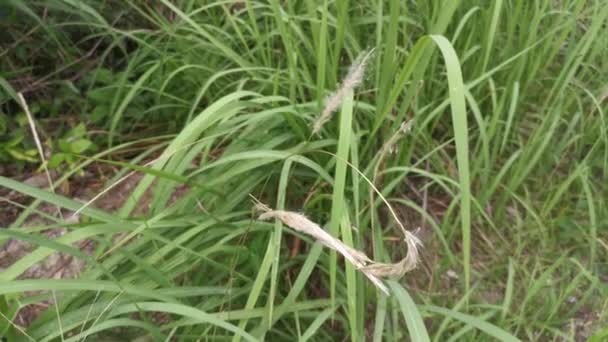 White Feathery Hairs Cogon Grass — Wideo stockowe
