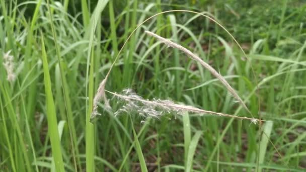 White Feathery Hairs Cogon Grass — ストック動画
