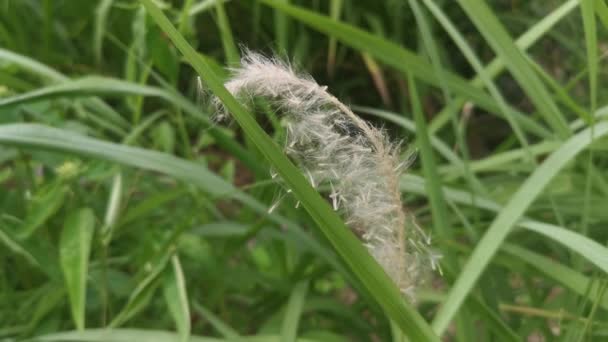 White Feathery Hairs Cogon Grass — 图库视频影像