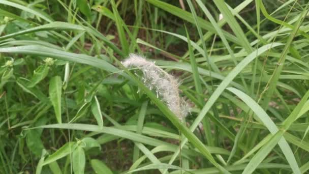 White Feathery Hairs Cogon Grass — 图库视频影像