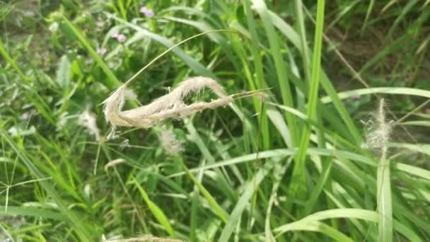 White Feathery Hairs Cogon Grass — Stok video