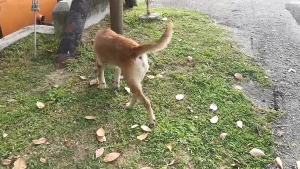 Domestic Dog Walking Residence Lawn — Stock video