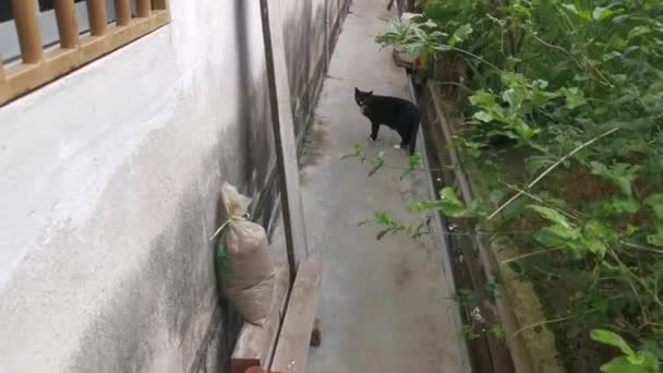 Stray Cat Running Away Hide — Stockvideo