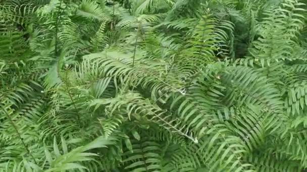 Meadow Fulls Nephrolepis Biserrata Leaves — Wideo stockowe