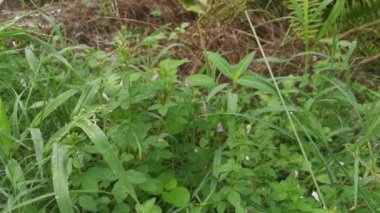 Yabani örümcek otlarıyla dolu çayır..