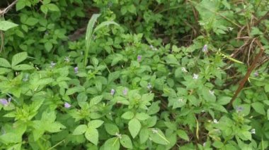 Yabani örümcek otlarıyla dolu çayır..