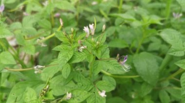 Yabani örümcek otlarıyla dolu çayır..