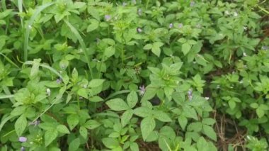 meadow fulls of the wild fringed spider weed plant.