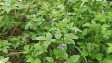 Yabani örümcek otlarıyla dolu çayır..