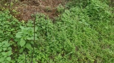 meadow fulls of the wild fringed spider weed plant.