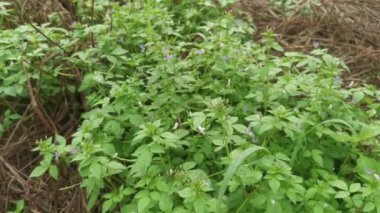 Yabani örümcek otlarıyla dolu çayır..