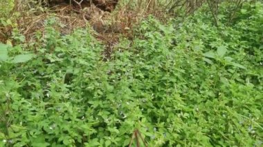 meadow fulls of the wild fringed spider weed plant.