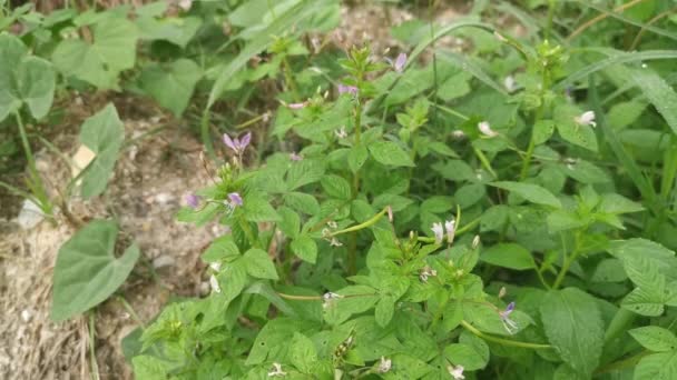 Meadow Fulls Wild Fringed Spider Weed Plant — Stock Video