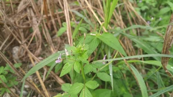 Meadow Fulls Wild Fringed Spider Weed Plant — Vídeo de Stock