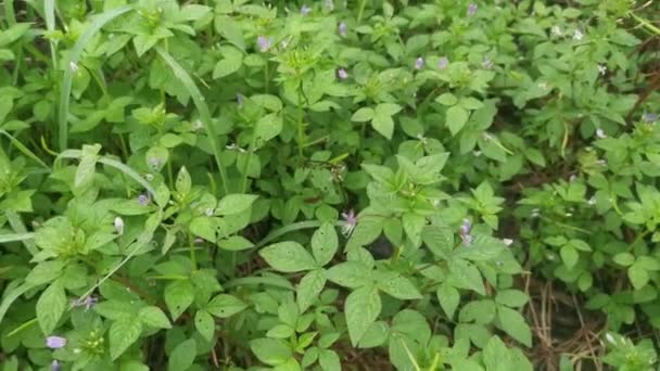 Meadow Fulls Wild Fringed Spider Weed Plant — Stock Video