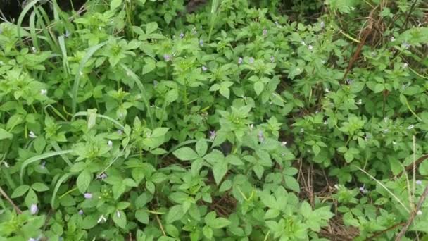Meadow Fulls Wild Fringed Spider Weed Plant — Stockvideo