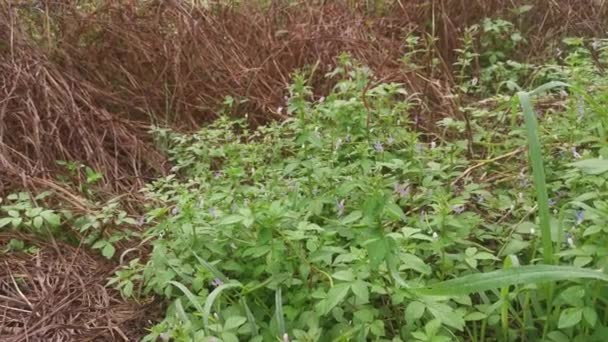 Meadow Fulls Wild Fringed Spider Weed Plant — Stockvideo