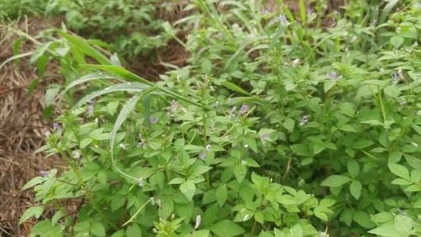 Meadow Fulls Wild Fringed Spider Weed Plant — Wideo stockowe