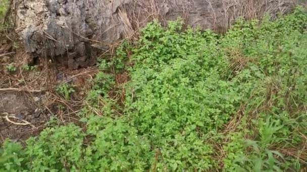 Llenas Prados Planta Hierba Araña Con Flecos Silvestres — Vídeo de stock