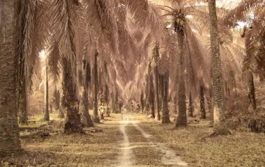 Yağ palmiyesinin etrafındaki yabani yaprakların kızılötesi görüntüsü,