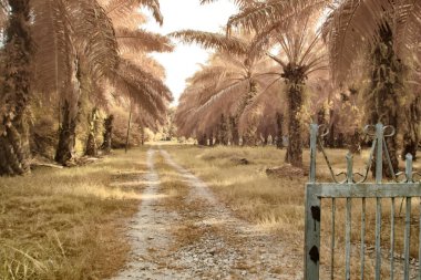 Yağ palmiyesinin etrafındaki yabani yaprakların kızılötesi görüntüsü,