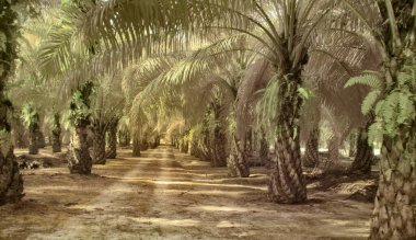 Yağ palmiyesinin etrafındaki yabani yaprakların kızılötesi görüntüsü,