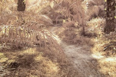 Yağ palmiyesinin etrafındaki yabani yaprakların kızılötesi görüntüsü,