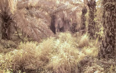 Yağ palmiyesinin etrafındaki yabani yaprakların kızılötesi görüntüsü,