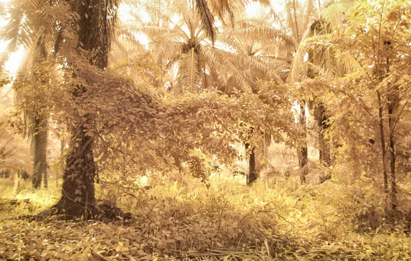 Infrared Image Scene Wild Foliage Oil Palm Plantation — Stok fotoğraf