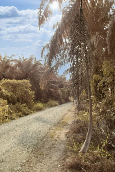 Infrared Image Scene Wild Foliage Oil Palm Plantation — Stock Fotó