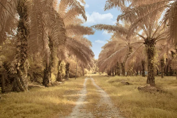 Infrared Image Scene Wild Foliage Oil Palm Plantation — 图库照片