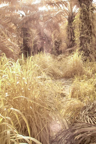Infrared Image Scene Wild Foliage Oil Palm Plantation —  Fotos de Stock