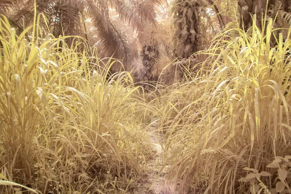 Infrared Image Scene Wild Foliage Oil Palm Plantation —  Fotos de Stock