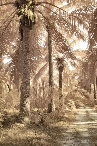 Cena Imagem Infravermelha Folhagem Selvagem Torno Plantação Palma Óleo — Fotografia de Stock