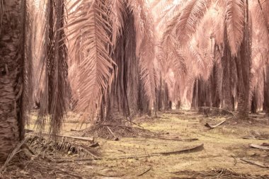 Yağ palmiyesinin etrafındaki yabani yaprakların kızılötesi görüntüsü.