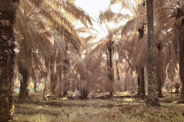 Yağ palmiyesinin etrafındaki yabani yaprakların kızılötesi görüntüsü.