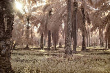 Yağ palmiyesinin etrafındaki yabani yaprakların kızılötesi görüntüsü.