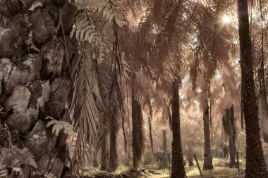 Yağ palmiyesinin etrafındaki yabani yaprakların kızılötesi görüntüsü.