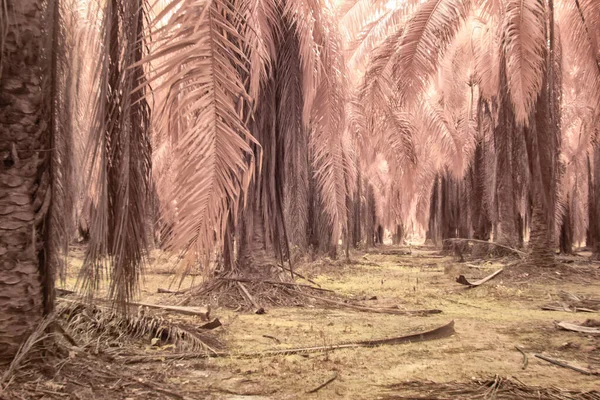 Yağ palmiyesinin etrafındaki yabani yaprakların kızılötesi görüntüsü.