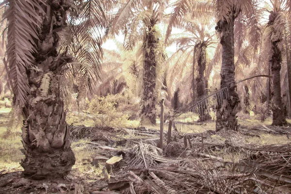 Yağ palmiyesinin etrafındaki yabani yaprakların kızılötesi görüntüsü.