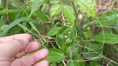 yabani alkornea triplinervia meyve bitkisi 