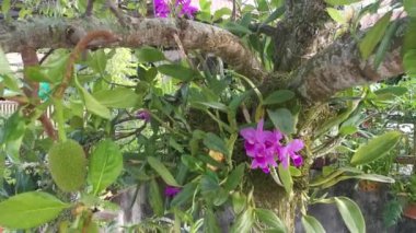 wild pink bamboo orchids sprouting from the tree