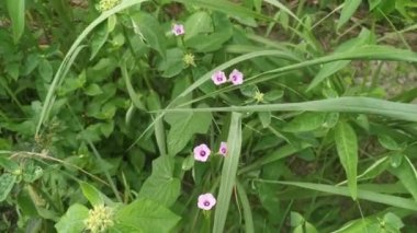ipomoea bush morning glory climbing on the ground